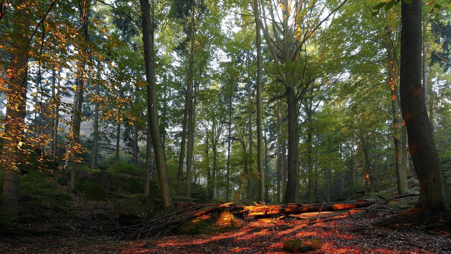 Herbstwald im Morgenlicht Herbstwald im Morgenlicht