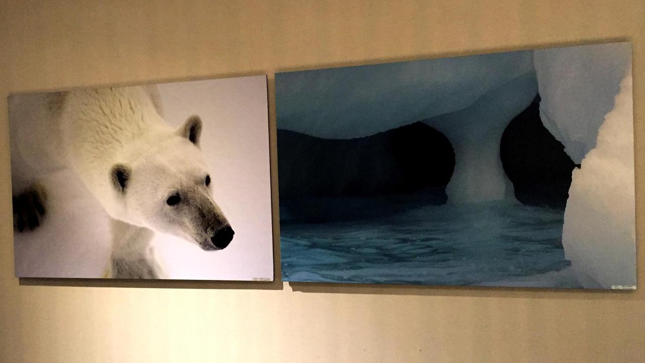 Im Konferenz-Raum von NRK in Tromsø hängt ein Eisbär, aufgenommen auf Spitzbergen. Im Konferenz-Raum von NRK in Tromsø hängt ein Eisbär, aufgenommen auf Spitzbergen.