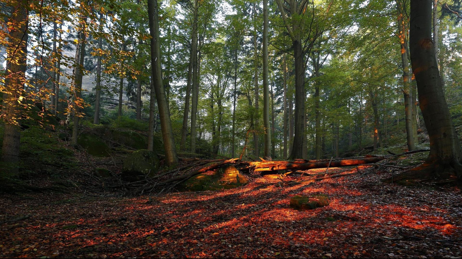 Herbstwald im Morgenlicht Herbstwald im Morgenlicht