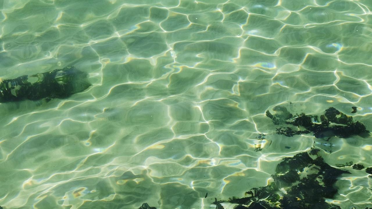 Algen im Wasser Algen im Wasser
