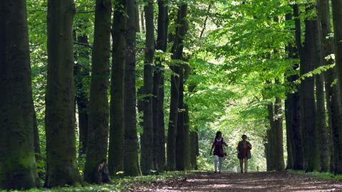 Ausflügler spazieren am 1.5.2012 durch einen Laubwald in Magdeburg