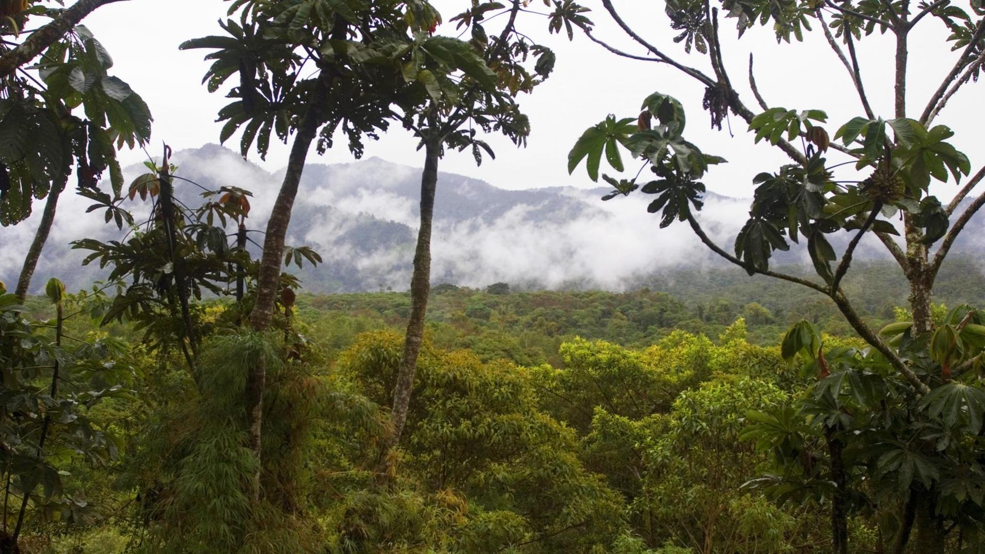 Regenwald in Ecuador Regenwald in Ecuador