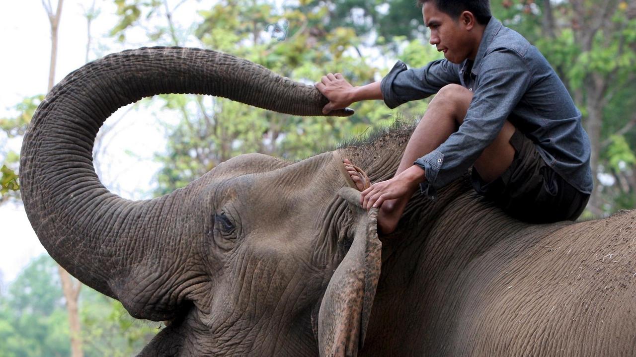 A mahout or elephant handler in Tad Lo, on the Bolaven Plateau in southern Laos (the Lao People?s Democratic Republic), 21 March 2009. Laos? endangered elephants are being poached for the illegal ivory trade according to wildlife monitoring organisations and with less than 1000 wild and 560 domesticated elephants remaining in Laos, most active in the tourism industry, poaching is a very serious threat to the entire elephant population. EPA/BARBARA WALTON +++(c) dpa - Report+++ | A mahout or elephant handler in Tad Lo, on the Bolaven Plateau in southern Laos (the Lao People?s Democratic Republic), 21 March 2009. Laos? endangered elephants are being poached for the illegal ivory trade according to wildlife monitoring organisations and with less than 1000 wild and 560 domesticated elephants remaining in Laos, most active in the tourism industry, poaching is a very serious threat to the entire elephant population. EPA/BARBARA WALTON +++(c) dpa - Report+++ |