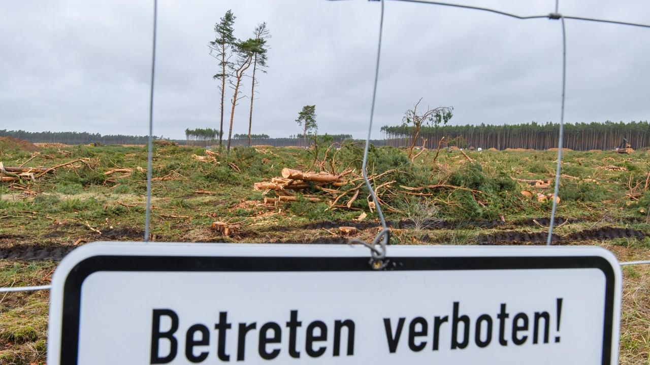 Blick auf das gerodete Gebiet der zukünftigen Tesla-Fabrik in Grünheide (Brandenburg) Blick auf das gerodete Gebiet der zukünftigen Tesla-Fabrik in Grünheide (Brandenburg)