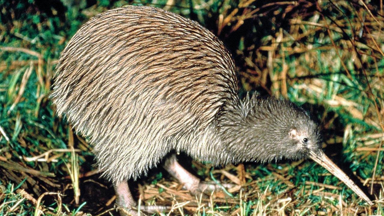 Ein ungewöhnlicher Vogel: der Kiwi, das Nationalsymbol Neuseelands. Der vom Aussterben bedrohte nachtaktive Vogel kommt nur in Neuseeland vor. Experten gehen davon aus, dass das Überleben der Kiwis nur mit Hilfe künstlicher Auzuchtstationen gesichert werden kann. Ein ungewöhnlicher Vogel: der Kiwi, das Nationalsymbol Neuseelands. Der vom Aussterben bedrohte nachtaktive Vogel kommt nur in Neuseeland vor. Experten gehen davon aus, dass das Überleben der Kiwis nur mit Hilfe künstlicher Auzuchtstationen gesichert werden kann.