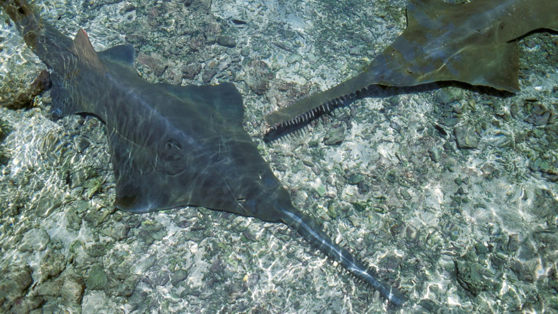 Zwei Sägefische schwimmen in knietiefem Wasser. Zwei Sägefische schwimmen in knietiefem Wasser.