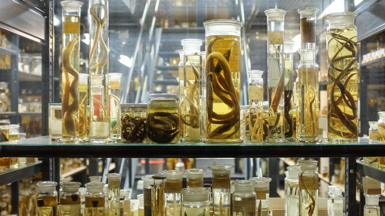 Die Ichthyologische Sammlung des Naturkundemuseums in Berlin enthält 130.000 in Alkohol eingelegte Fische. Die Ichthyologische Sammlung des Naturkundemuseums in Berlin enthält 130.000 in Alkohol eingelegte Fische.