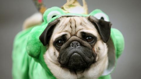 Karnevals-Mops, verkleidet als Froschkönig