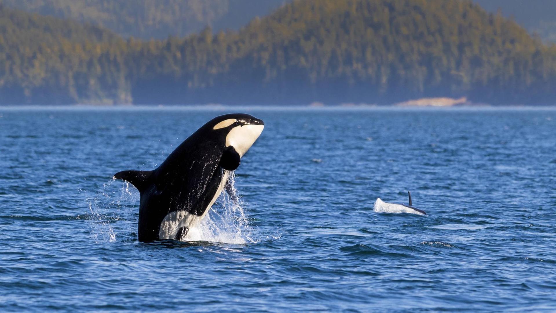 Schwertwal (Orcinus orca) vor der Küste vor Vancouver Island Schwertwal (Orcinus orca) vor der Küste vor Vancouver Island