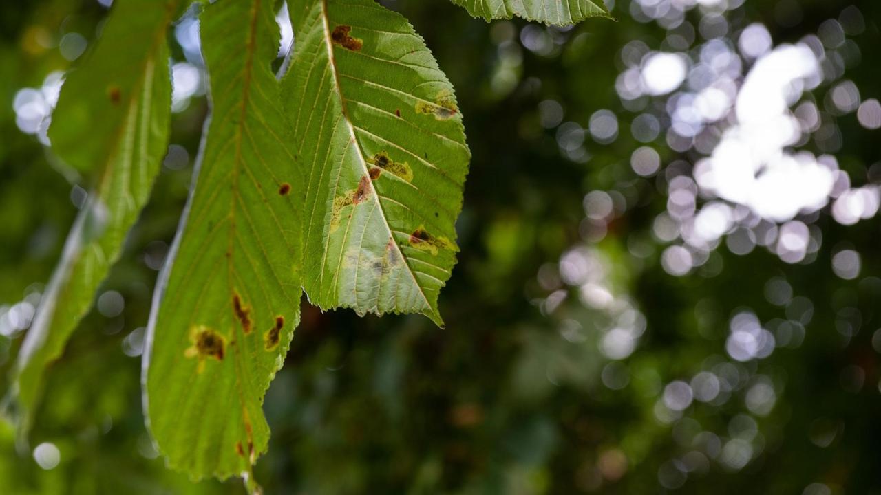 Von der Miniermotte geschädigte Kastanienblätter sind am 13.07.2019 in einem Garten in Weisskollm zu sehen. Von der Miniermotte geschädigte Kastanienblätter sind am 13.07.2019 in einem Garten in Weisskollm zu sehen.
