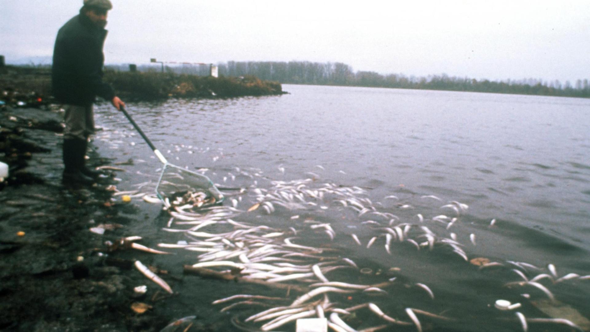 Ein Mann in Jacke und Mütze fischt mit einem Kescher tote Aale aus dem aus dem Oberrhein bei Basel. Ein Mann in Jacke und Mütze fischt mit einem Kescher tote Aale aus dem aus dem Oberrhein bei Basel.