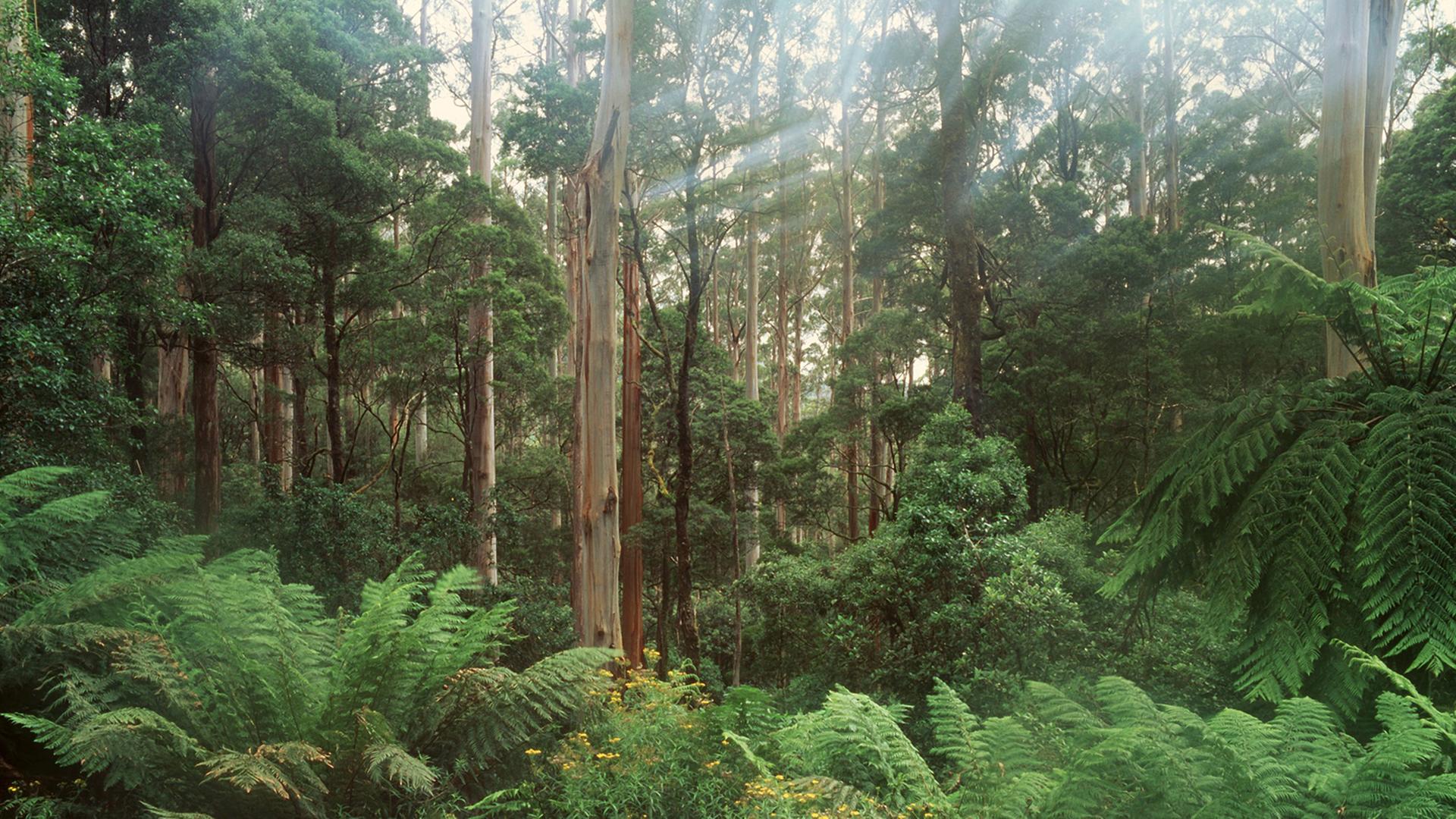 Regenwald auf Tasmanien Regenwald auf Tasmanien
