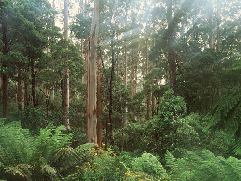 Regenwald auf Tasmanien