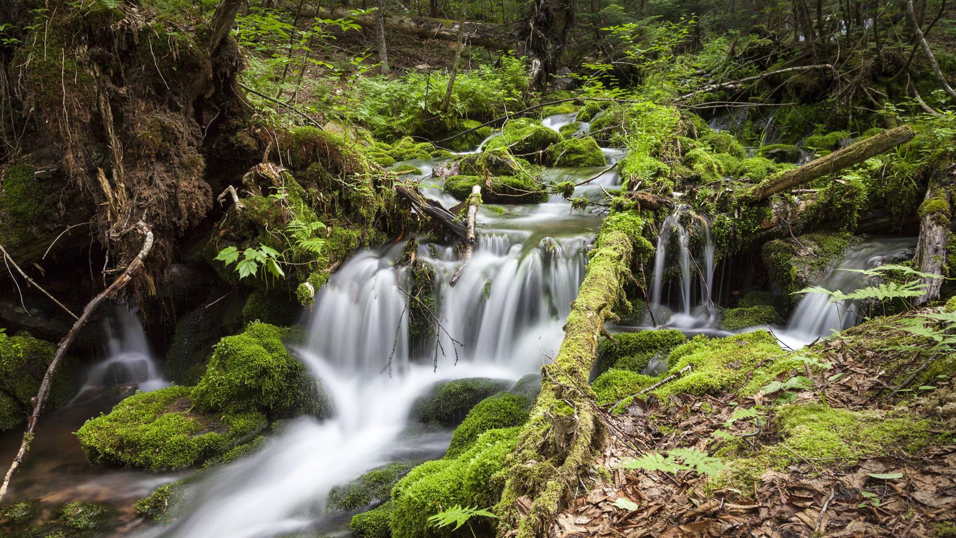 Ein Bach fließt durch eine mit Moos bewachsene Waldlandschaft. Ein Bach fließt durch eine mit Moos bewachsene Waldlandschaft.
