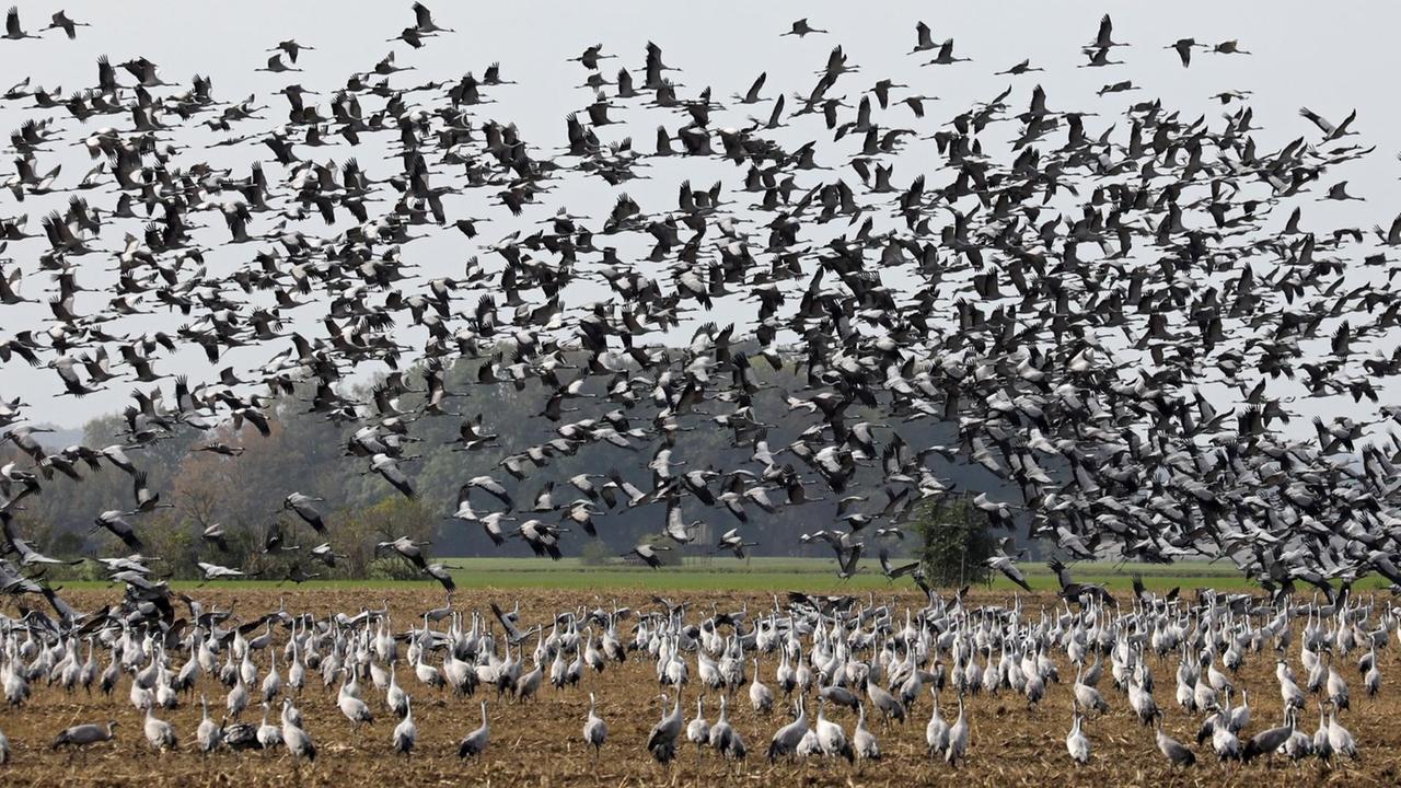 Kraniche sind auf der Suche nach Futterplätzen auf den Äckern in Vorpommern, um sich vor dem Weiterflug in die Winterquartiere auf den Feldern Energiereserven anzufuttern. Kraniche sind auf der Suche nach Futterplätzen auf den Äckern in Vorpommern, um sich vor dem Weiterflug in die Winterquartiere auf den Feldern Energiereserven anzufuttern.