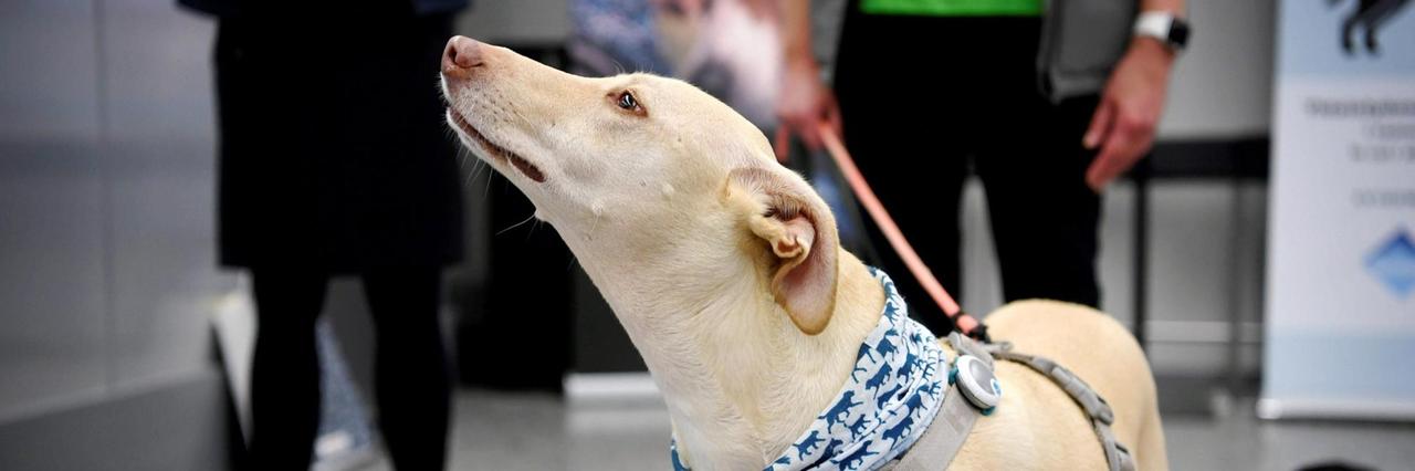 Der Covid-19-Spürhund K'ssi schnüffelt während einer Pressekonferenz hinter einer Absperrung am Flughafen Helsinki-Vantaa. Der Covid-19-Spürhund K'ssi schnüffelt während einer Pressekonferenz hinter einer Absperrung am Flughafen Helsinki-Vantaa.