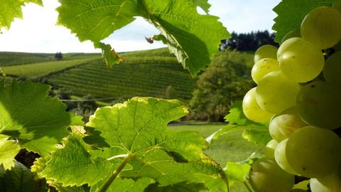 Helle Weintrauben (Sorte unbekannt) hängen an einem Rebstock auf einem Weinberg 