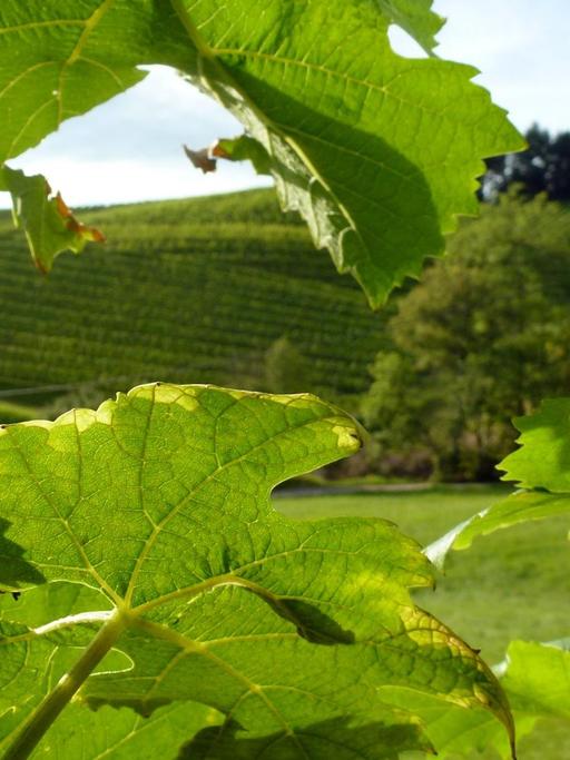 Helle Weintrauben (Sorte unbekannt) hängen an einem Rebstock auf einem Weinberg bei Oberkirch (Baden-Württemberg), aufgenommen am 28.08.2014.