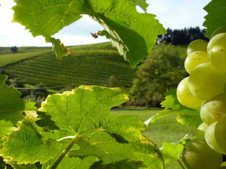 Helle Weintrauben (Sorte unbekannt) hängen an einem Rebstock auf einem Weinberg bei Oberkirch (Baden-Württemberg), aufgenommen am 28.08.2014.