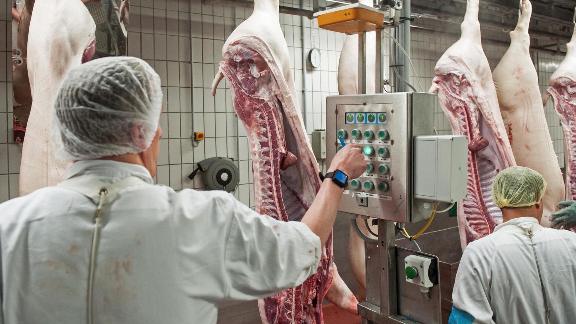 Schweinehälften passieren am 27.04.2016 einen der Kontrollterminals im Zerlegebereich eines Schlachthofs Schweinehälften passieren am 27.04.2016 einen der Kontrollterminals im Zerlegebereich eines Schlachthofs