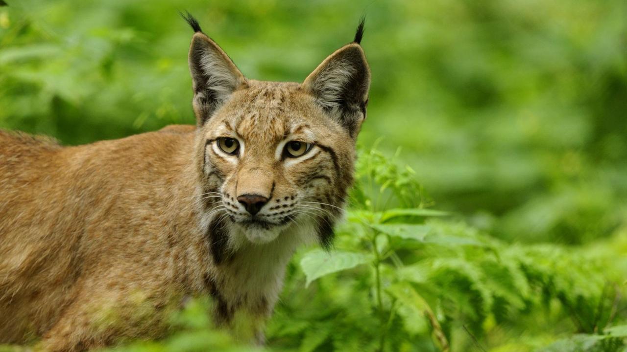 Ein Nordluchs, auch Europäischer Luchs, streift durchs Unterholz in Hessen in Deutschland