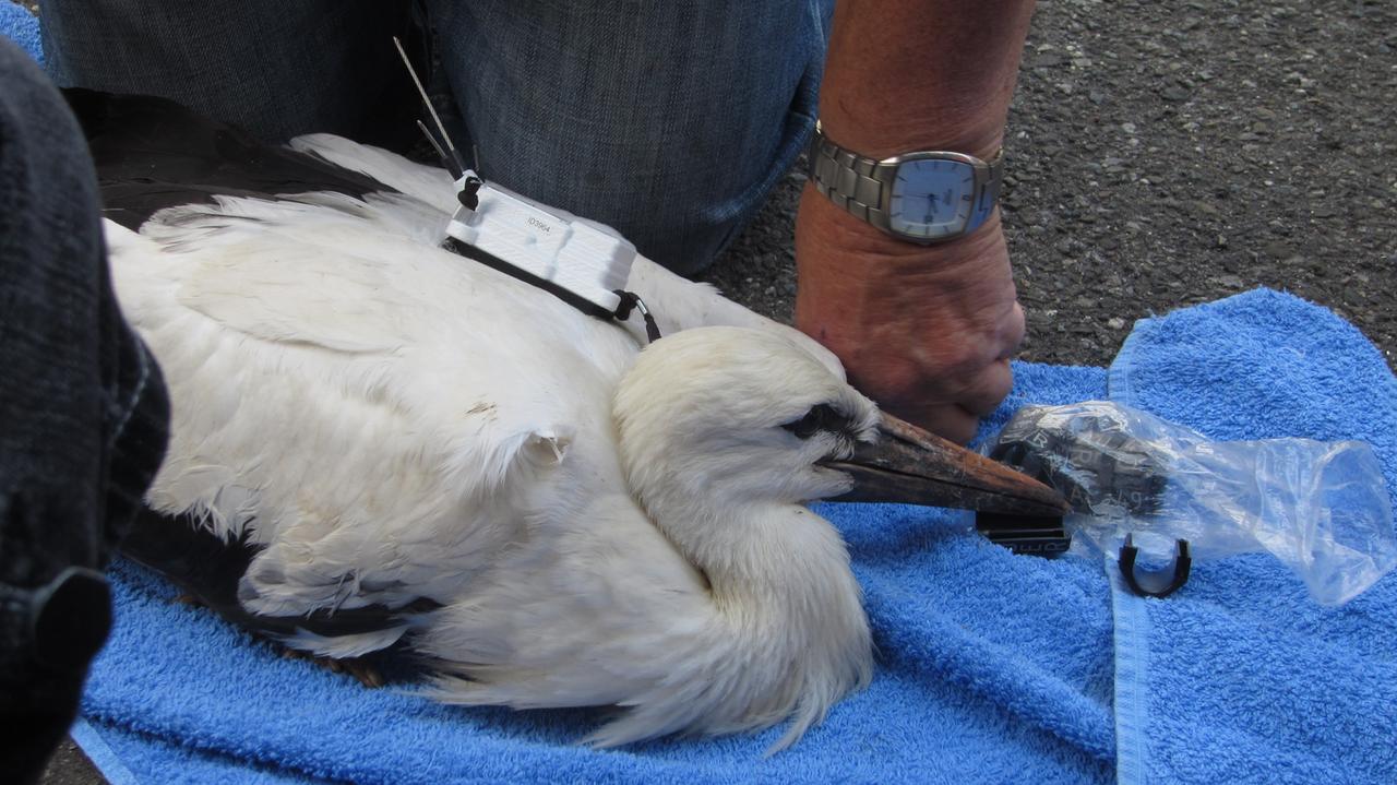 Ein Storch mit einem Sender auf dem Rücken liegt auf einem Tuch. Ein Storch mit einem Sender auf dem Rücken liegt auf einem Tuch.