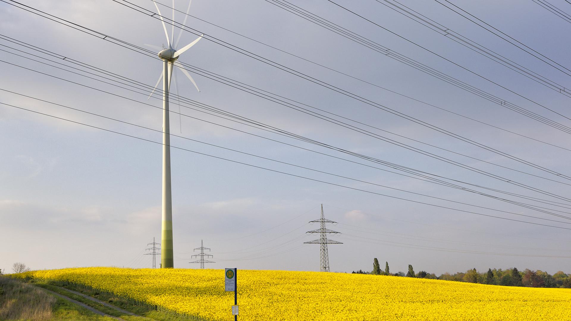 Ein Windkraftwerk neben einem Strommast inmitten eines Rapsfeldes unter blauem Himmel Ein Windkraftwerk neben einem Strommast inmitten eines Rapsfeldes unter blauem Himmel