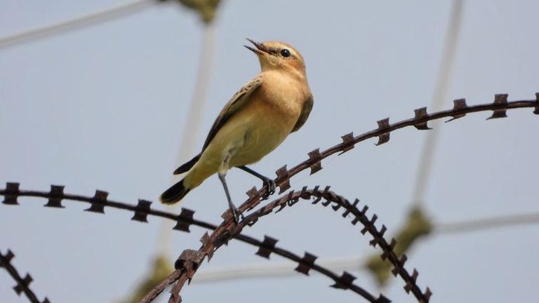 Vogel auf einem Stacheldraht der koreanischen Demilitarisierten Zone Vogel auf einem Stacheldraht der koreanischen Demilitarisierten Zone