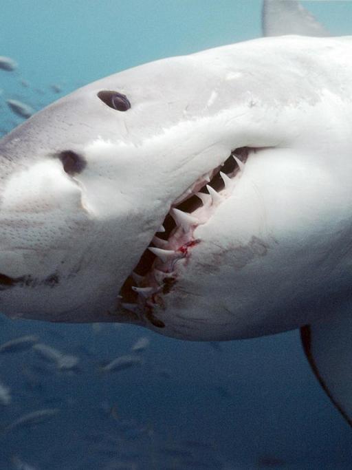 Ein Weißer Hai vor der Küste Australiens
