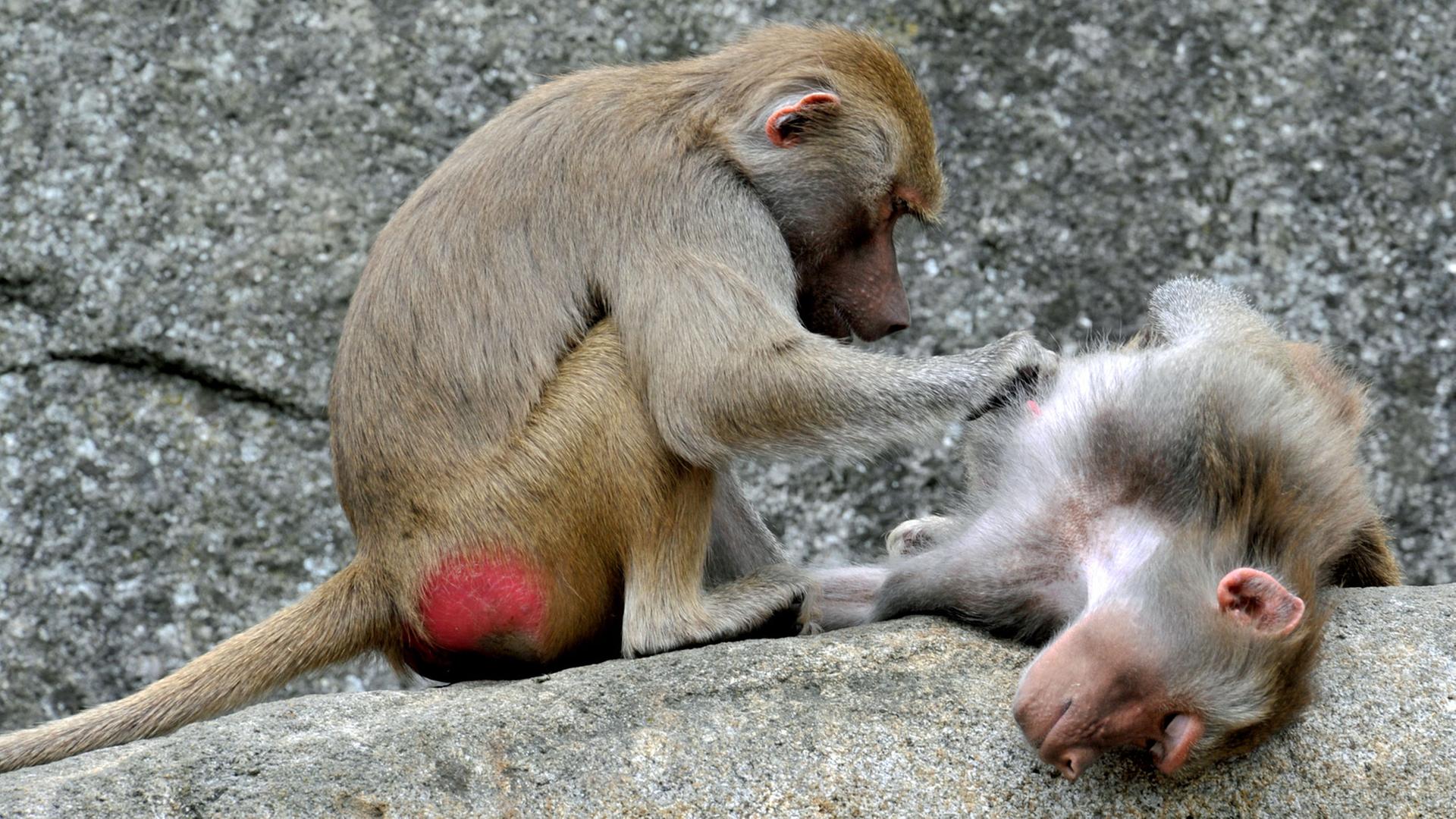 Ganz entspannt lässt sich am 14.06.2011 in seinem Gehege im Tierpark Hellabrunn in München (Oberbayern) ein Pavian von einem Artgenossen entlausen. Ganz entspannt lässt sich am 14.06.2011 in seinem Gehege im Tierpark Hellabrunn in München (Oberbayern) ein Pavian von einem Artgenossen entlausen.