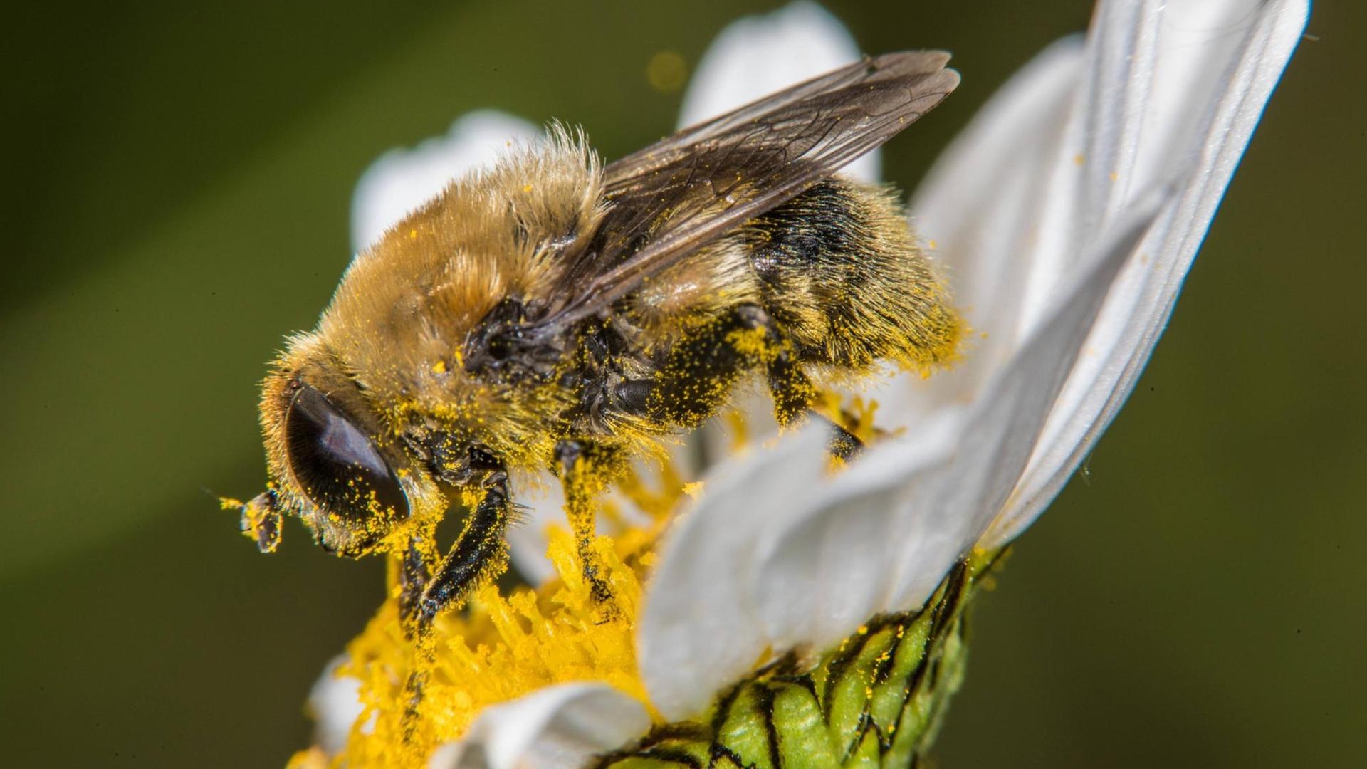 Narzissen-Schwebfliege sammelt Pollen auf einer Margerite Narzissen-Schwebfliege sammelt Pollen auf einer Margerite
