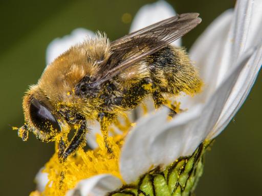 Narzissen-Schwebfliege sammelt Pollen auf einer Margerite