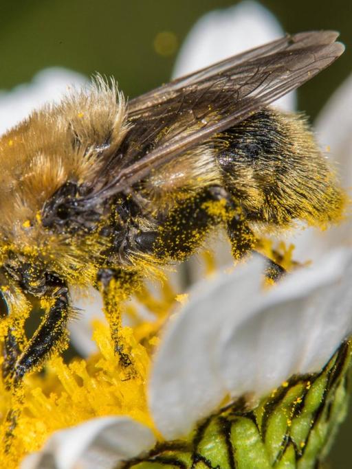 Narzissen-Schwebfliege sammelt Pollen auf einer Margerite