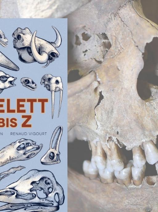 Das Cover von "Das Skelett von A bis Z", dahinter: ein menschlicher Schädel
