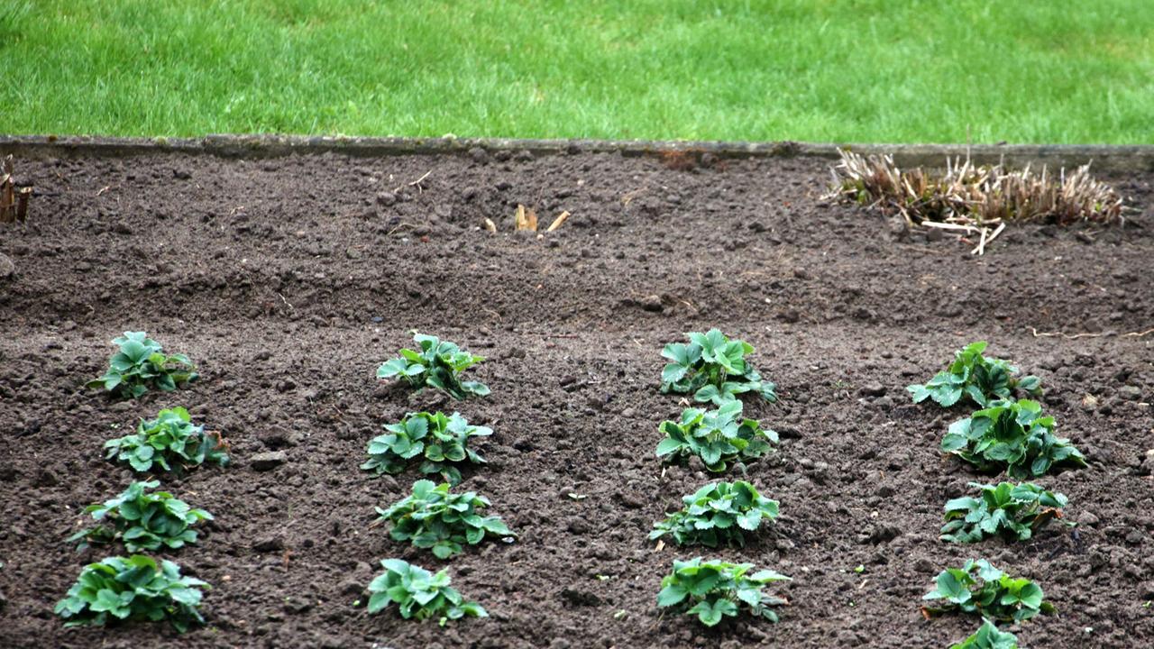 Zu sehen sind mehrere Reihen Salatpflanzen in einem Beet im Kleingarten. Zu sehen sind mehrere Reihen Salatpflanzen in einem Beet im Kleingarten.