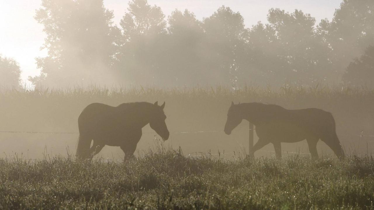 Pferde auf einer Weide im Morgengrauen Pferde auf einer Weide im Morgengrauen