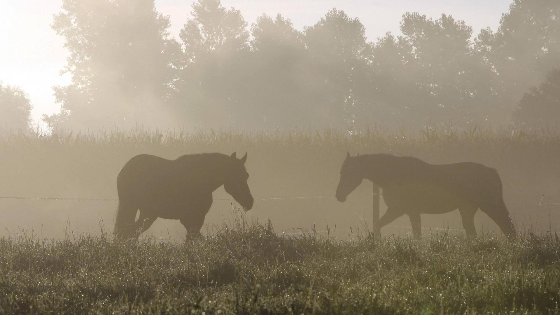 Pferde auf einer Weide im Morgengrauen Pferde auf einer Weide im Morgengrauen