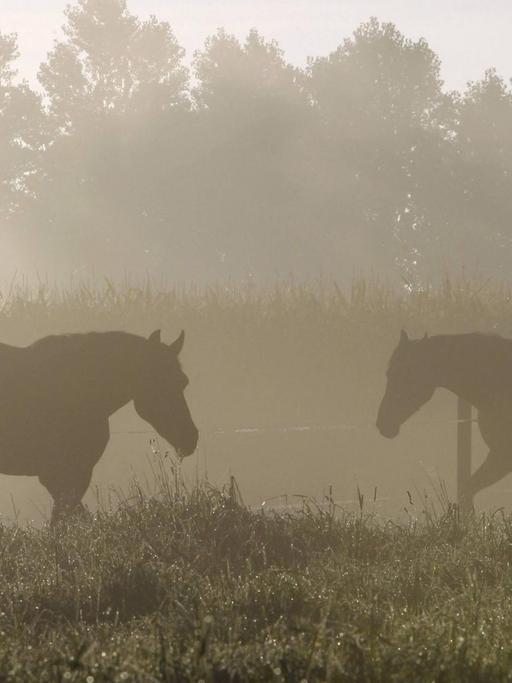 Pferde auf einer Weide im Morgengrauen