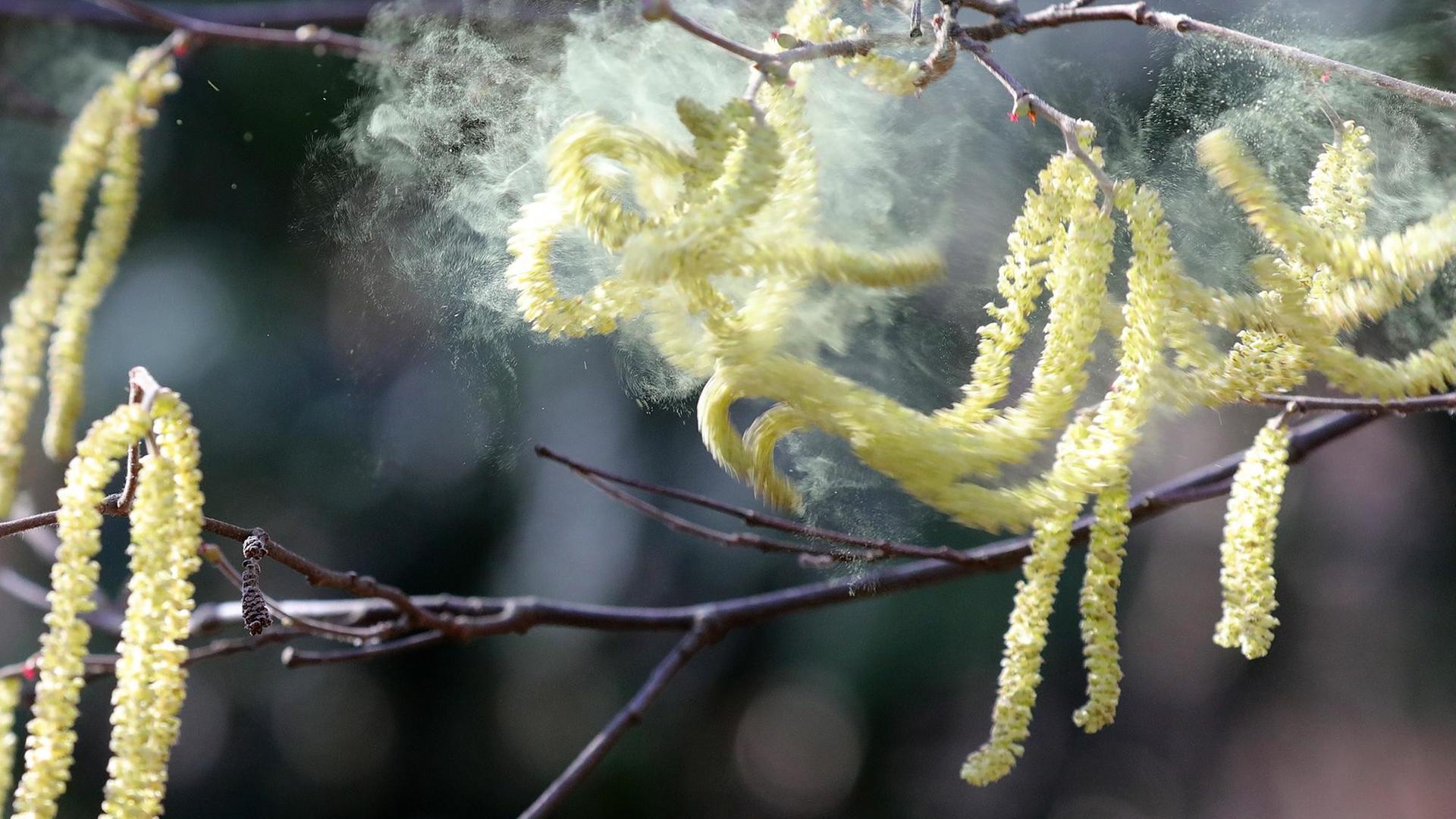 Pollen vom Hasel fliegen bei Temperaturen um 12 Grad Celsius durch eine Parkanlage im Bezirk Mitte. Pollen vom Hasel fliegen bei Temperaturen um 12 Grad Celsius durch eine Parkanlage im Bezirk Mitte.