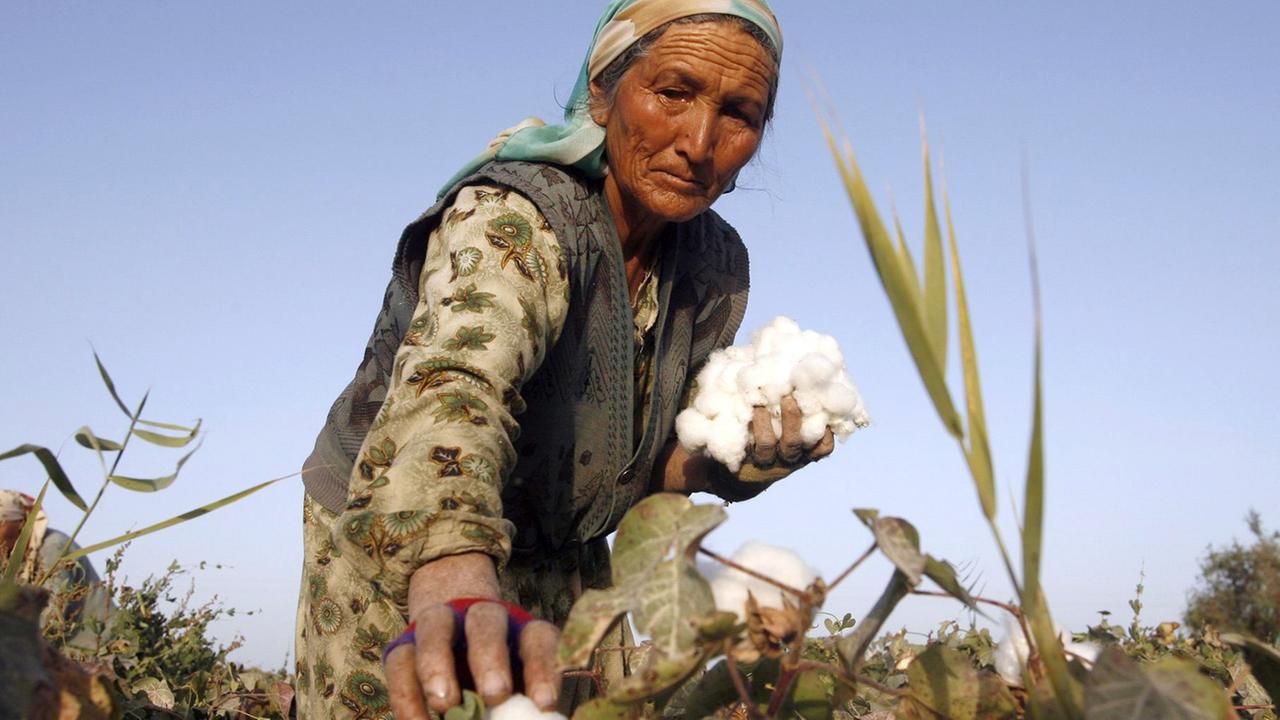 Eine Frau erntet Baumwolle auf einem Feld in China. Eine Frau erntet Baumwolle auf einem Feld in China.