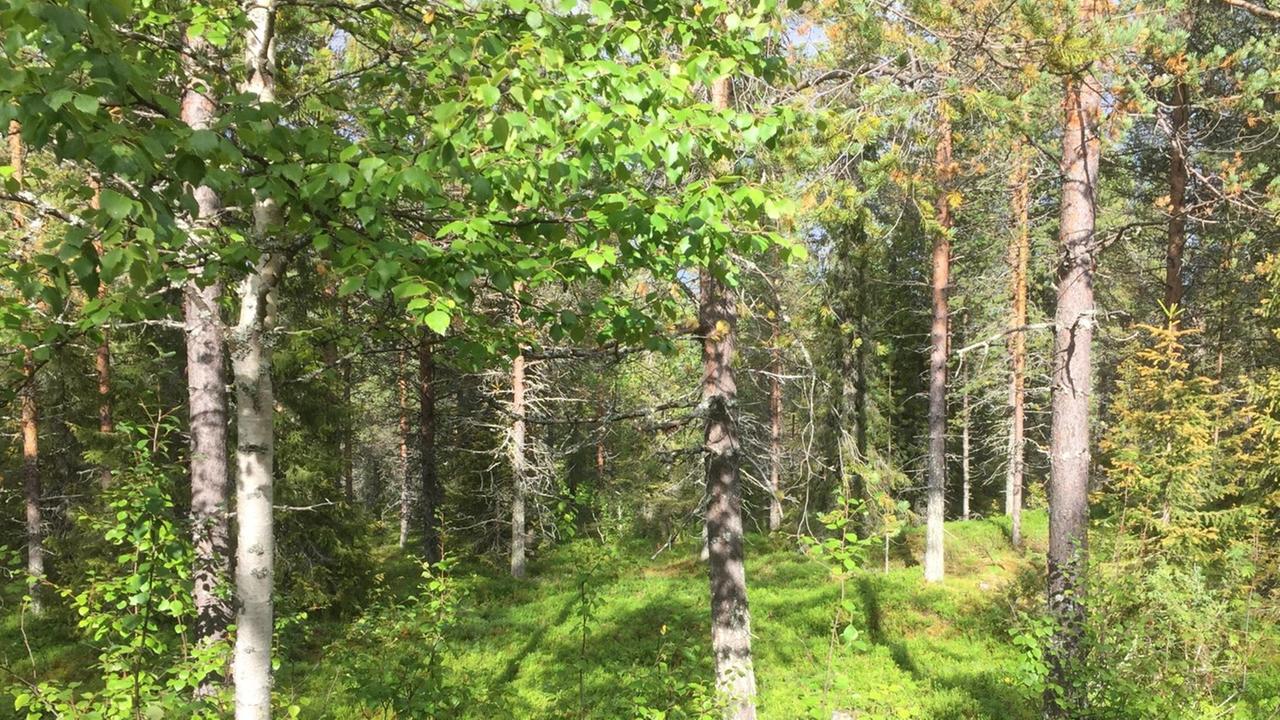 Wald bei Muitu, dem Landhaus der finnischen Designerin Päivi Tahkokallio