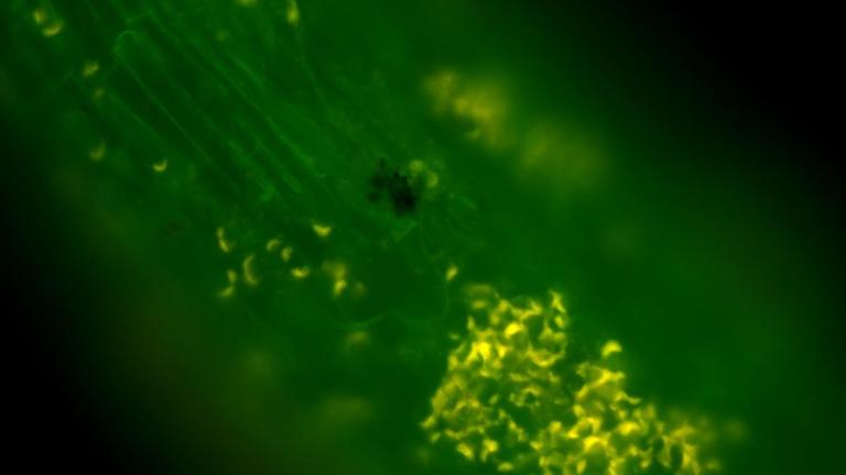 Mikroskopaufnahme von fluoreszierender Nanoplastik an Salatwurzeln. Mikroskopaufnahme von fluoreszierender Nanoplastik an Salatwurzeln.