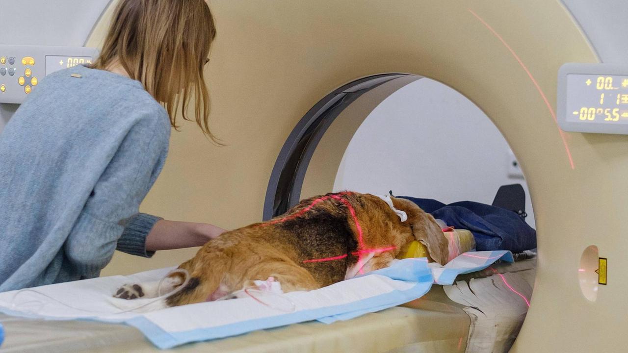 Ein Hund wird in der Klinik für Kleintiere auf eine Computertomographie vorbereitet. Ein Hund wird in der Klinik für Kleintiere auf eine Computertomographie vorbereitet.