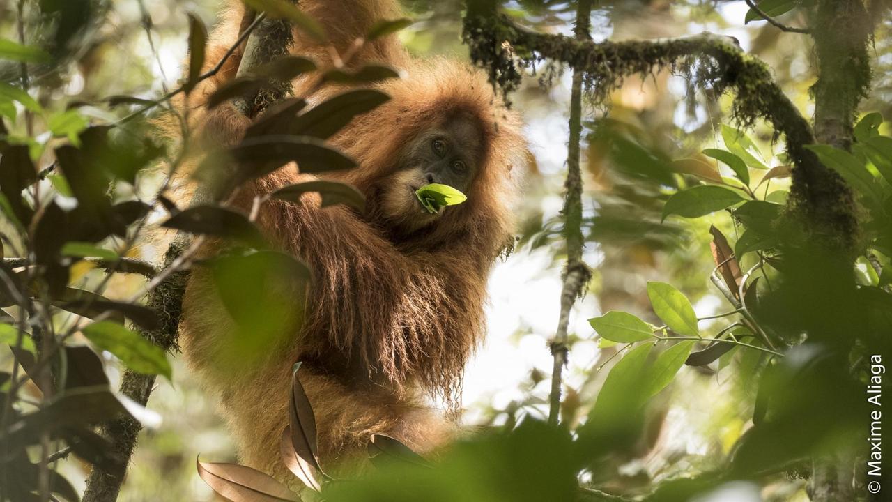 Das Bild zeigt ein Tier der neu entdeckten Orang-Utan-Art "Pongo tapanuliensis" beim Fressen eines Blattes auf der indoneischen Insel Sumatra. Das Bild zeigt ein Tier der neu entdeckten Orang-Utan-Art "Pongo tapanuliensis" beim Fressen eines Blattes auf der indoneischen Insel Sumatra.
