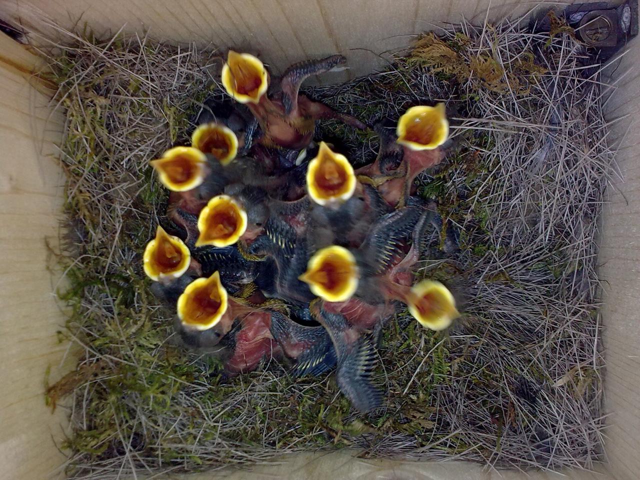 Zehn Meisenküken sperren im Nest ihre Schnäbel auf.