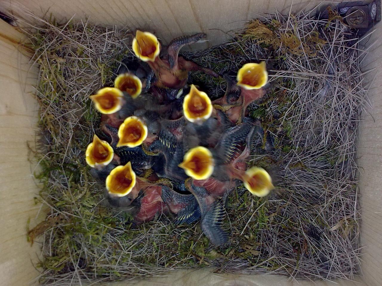Zehn Meisenküken sperren im Nest ihre Schnäbel auf. Zehn Meisenküken sperren im Nest ihre Schnäbel auf.