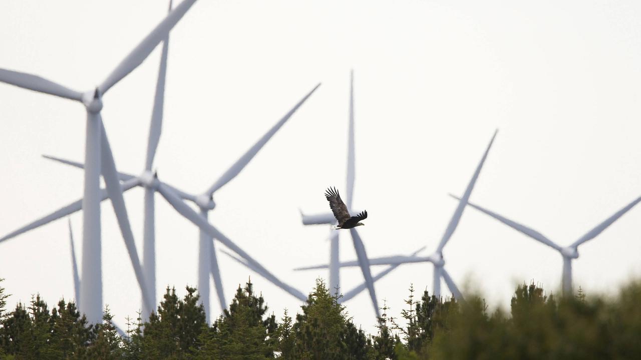 Windräder ragen hinter einem Wald auf, über dem ein Seeadler fliegt. Windräder ragen hinter einem Wald auf, über dem ein Seeadler fliegt.
