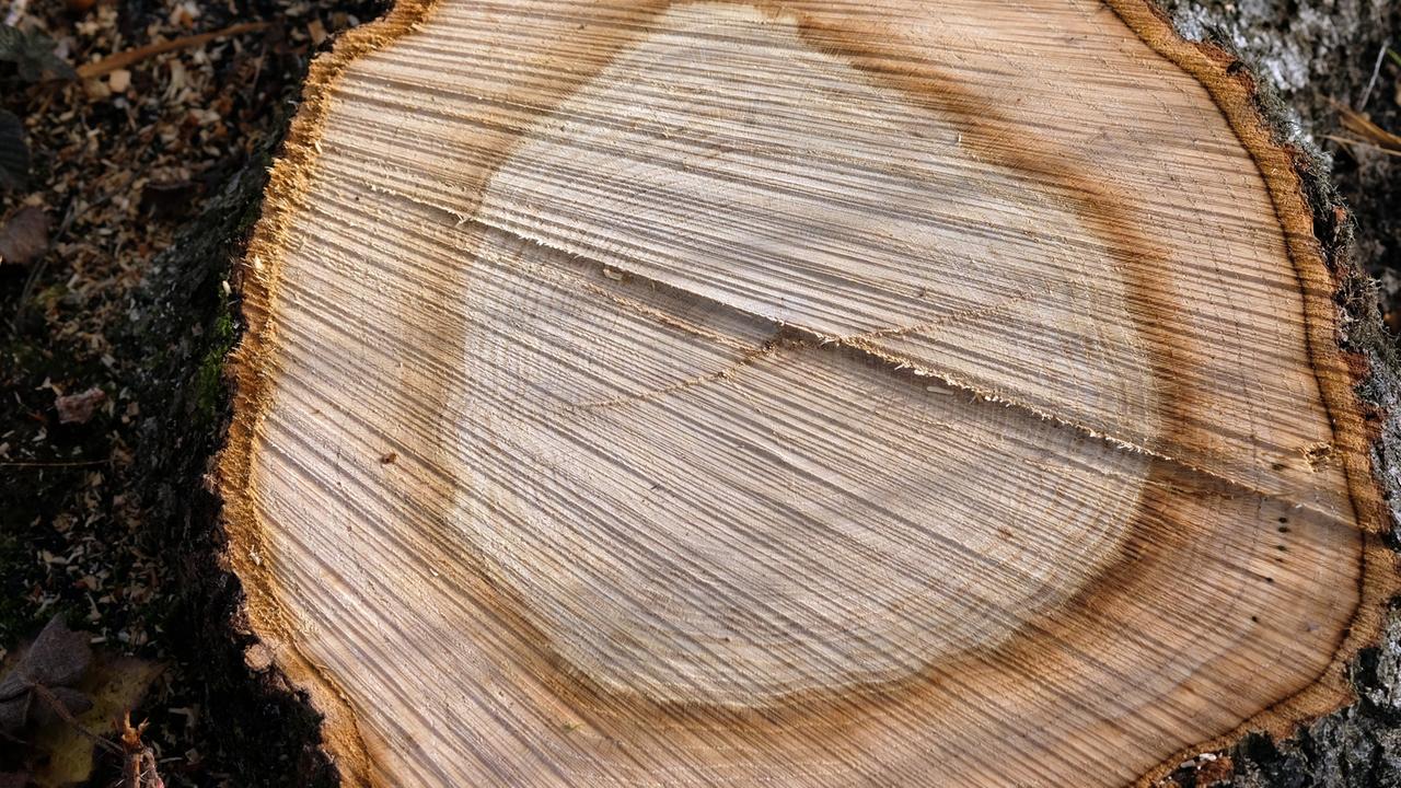 Ein gefällter Baum Ein gefällter Baum