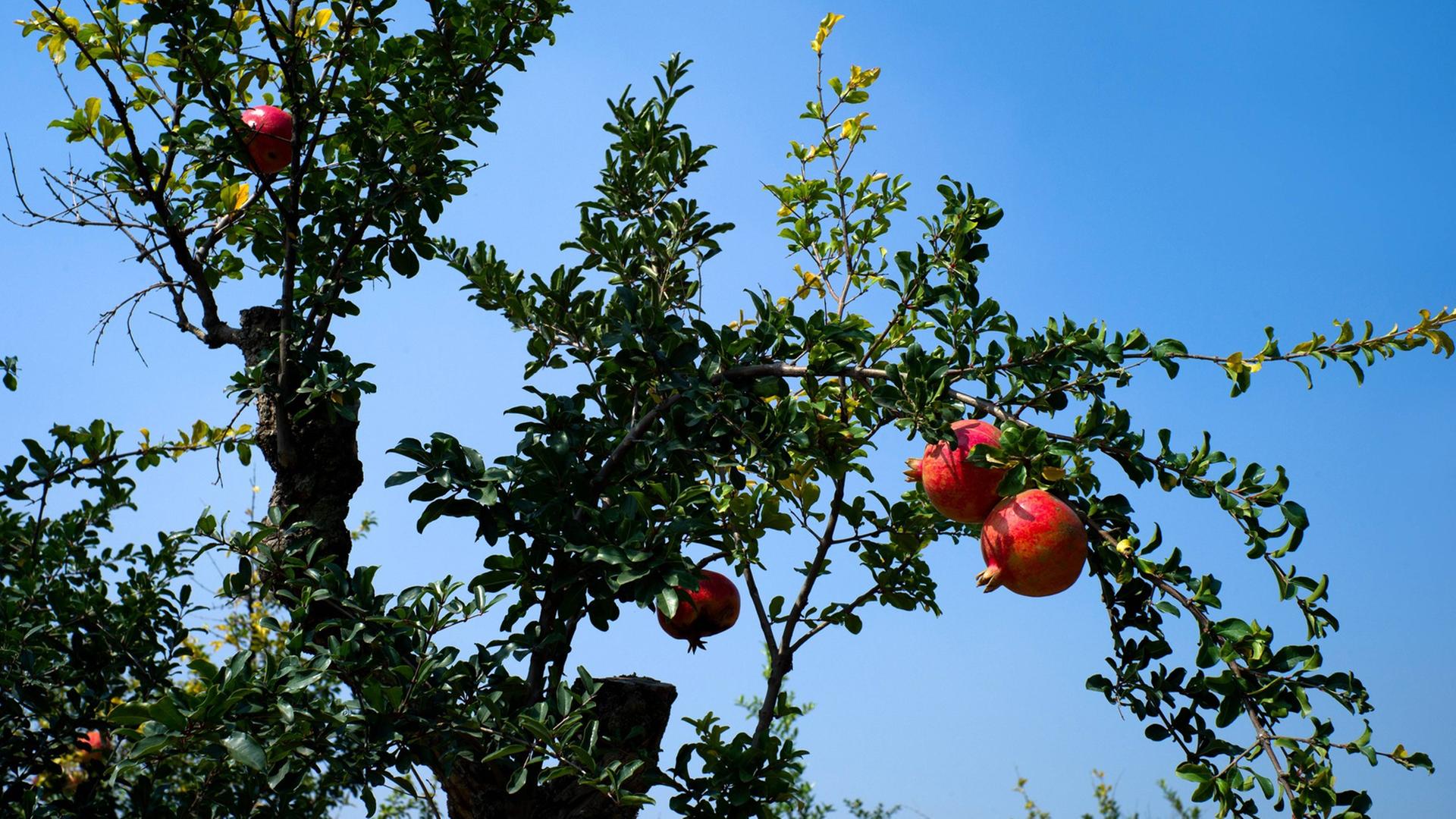 Ein Granatapfelbaum Ein Granatapfelbaum