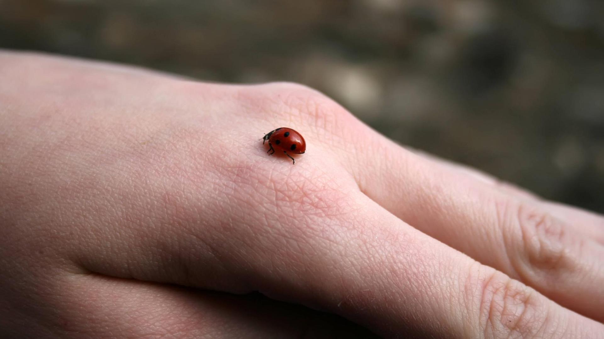 Ein Marienkäfer krabbelt auf einer Hand.